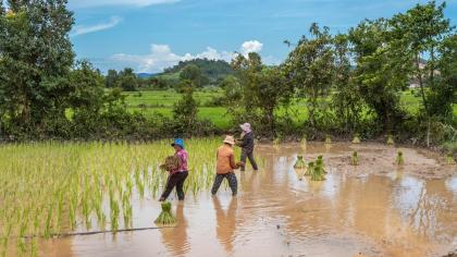 ampot Province, Cambodia. Forests, which provide natural carbon sinks, can play a crucial role in mitigating climate change.