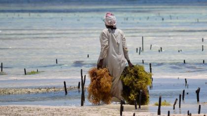  A seaweed farmer in Zanzibar, Tanzania. 