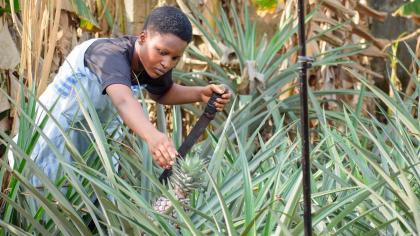 Converting pineapple waste into textile-grade fibres.